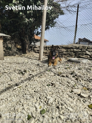 продавам 7 месечна Женска Немска овчарка , снимка 2 - Немска овчарка - 53896917