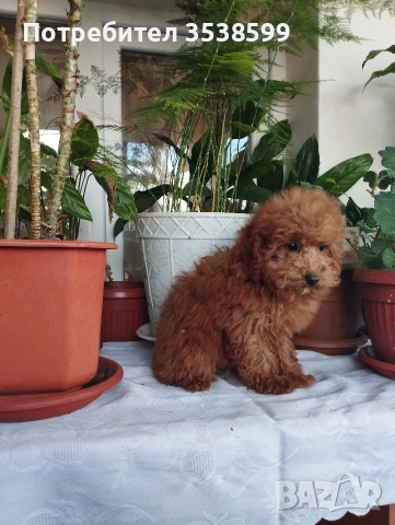 Мини Пуделчета.