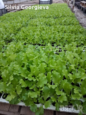 Разсад домати за пикиране, снимка 6 - Разсади - 53516960