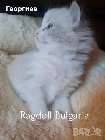 Рагдол котка / регдол коте / Ragdoll Cat, снимка 4 - Други - 45468069