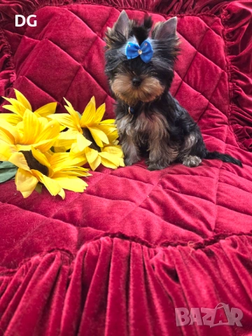 йоркширски териер, снимка 5 - Йоркширски териер - 54128352