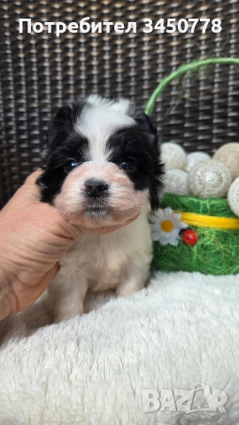 мини бивър момченце, снимка 9 - Йоркширски териер - 54224506