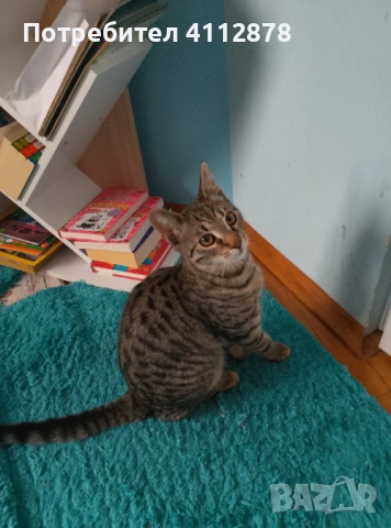 Домашно мъжко коте на 7мес., снимка 3 - Други - 53455464