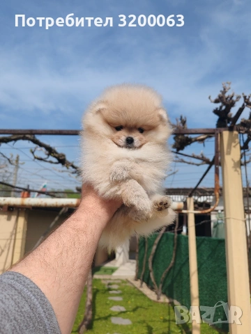 Померан мъжко и женски , снимка 9 - Померан - 53986008
