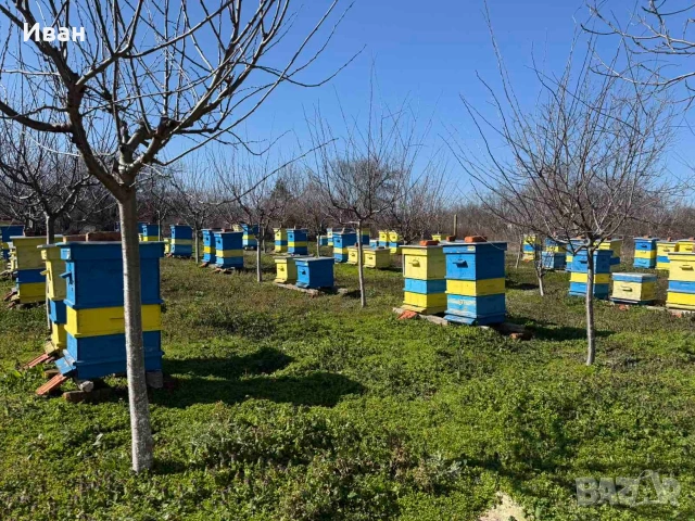 пчелни семейства, снимка 5 - Други животни - 52833092