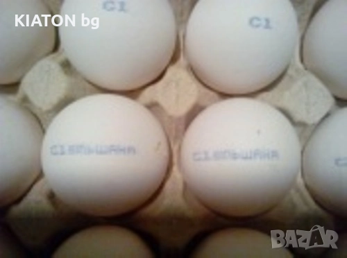 Комплекс за маркиране MARK EGGS HP-16800, снимка 2 - Други машини и части - 52260049