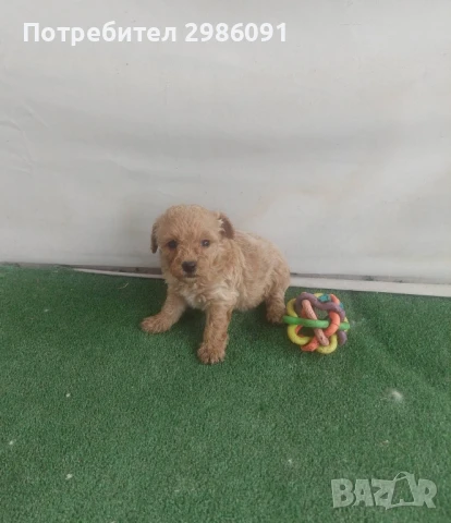 той пудел бебета , снимка 8 - Пудели - 50494020