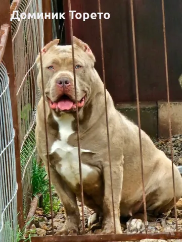 American bully xl, снимка 17 - Други - 46970498