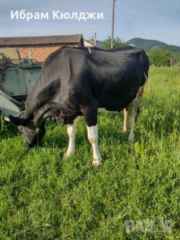 Крава, снимка 1 - Крави - 45629606