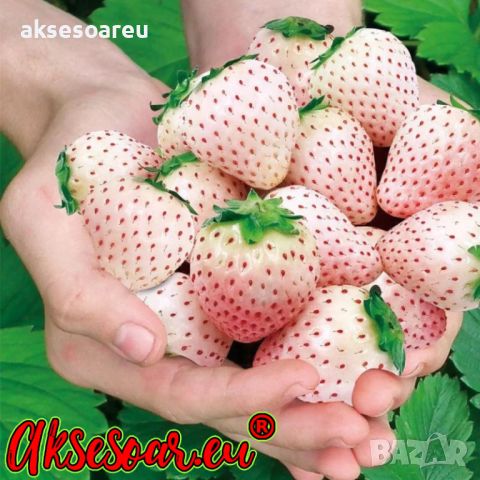 100 семена от плод бяла ягода органични плодови ягодови семена от вкусни ягоди отлични плодове с мно, снимка 1 - Сортови семена и луковици - 46471597