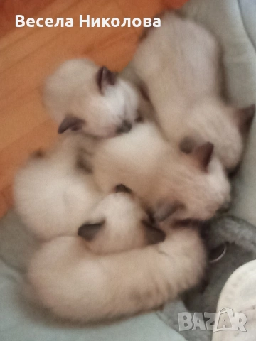 Продаваме сиамски котета , снимка 8 - Сиамска - 53921158