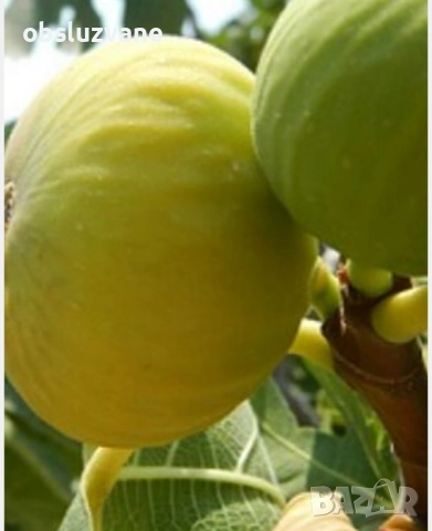 Резници бяла смокиня