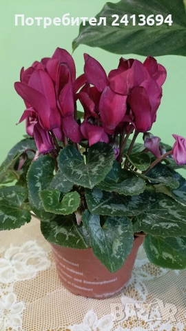 калатея + циклама , снимка 3 - Стайни растения - 53293061