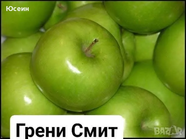 Озеленяване за паркове,градини,алей, снимка 15 - Градински цветя и растения - 48398291