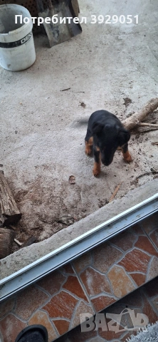 Продавам ягдтериер, снимка 11 - Ягдтериер - 53889726