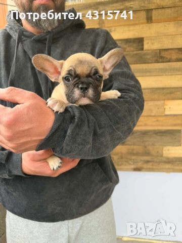 Френски булдог