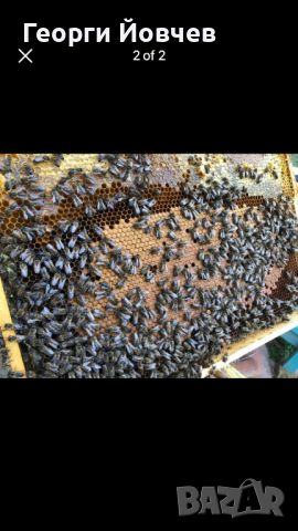 Пчелни отводки, снимка 1 - Други животни - 46011014