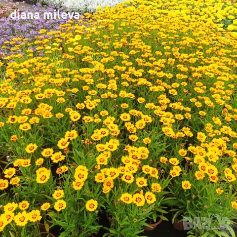 Кореопсис, Coreopsis Grandiflora 'Early Sunrise', снимка 2 - Градински цветя и растения - 39506437