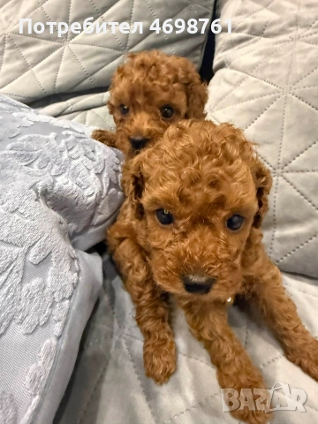 Той пудел//Пудел той, снимка 11 - Пудели - 53564195