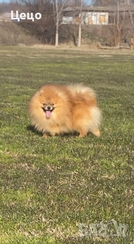 Померан момче , снимка 2 - Йоркширски териер - 52222342