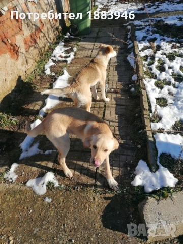 Подарявам кученца, снимка 7 - Други - 53578840