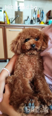 Пудел Той , снимка 2 - Пудели - 48264579