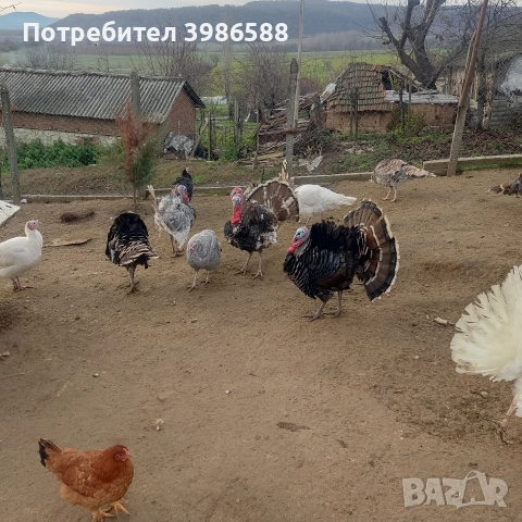 Пуйки,Пуяци.Фитки., снимка 9 - Кокошки и пуйки - 52718854