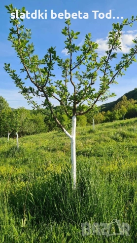 УСЛУГИ ПО ЛОЗАРСТО И ОВОЩАРСТО , снимка 9 - Други оферти за работа - 52306654