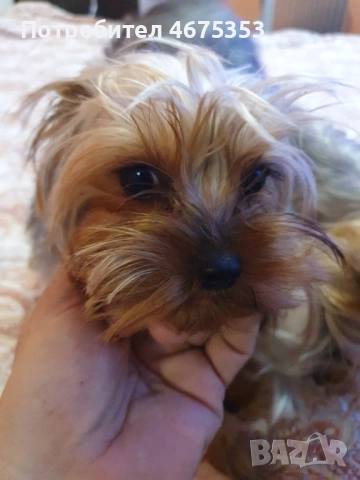  Мини Йорки йоркширски териер 4 кученца, снимка 10 - Йоркширски териер - 52770169