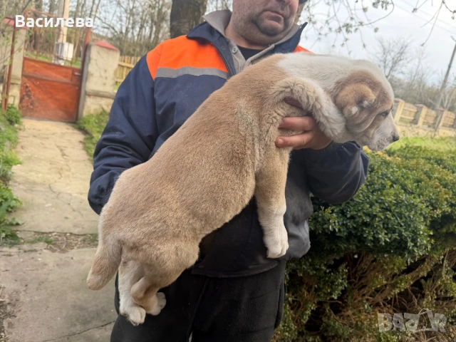 Алабай, снимка 11 - Алабай - 54183559