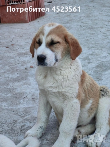 Сао-Алабай, снимка 4 - Алабай - 53669095