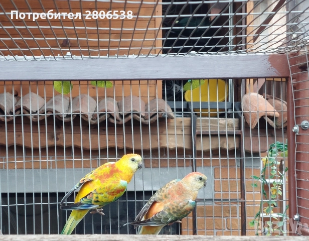 Пойни Папагали 