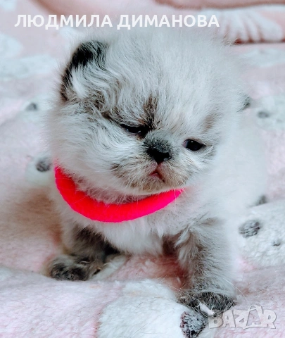 Хималайско момиче със сини очи. , снимка 5 - Персийска - 54181520