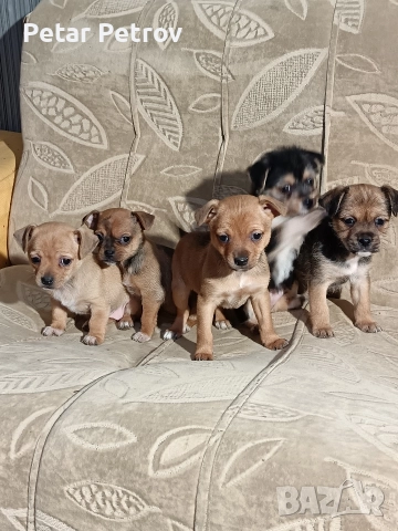 Мини пинчер чихуахуа