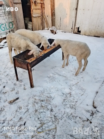 агнета , снимка 3 - Овце - 53147060