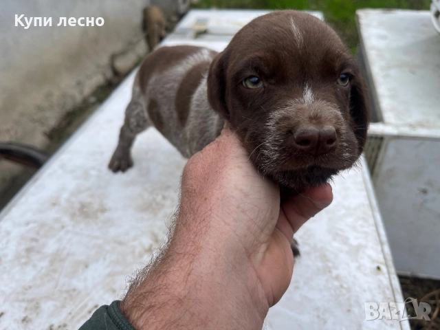 Кученца за трюфели , снимка 8 - Други - 51565937