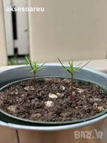 15 нови семена гигантска секвоя мамутово дърво sequoiadendron giganteum за декорация на двора  , снимка 9 - Сортови семена и луковици - 49828592