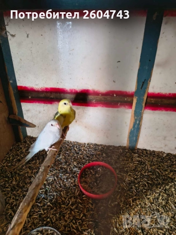 Продавам различни видове папагали , снимка 9 - Папагали - 52892178