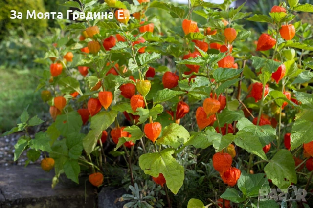 Физалис , снимка 8 - Градински цветя и растения - 53634737