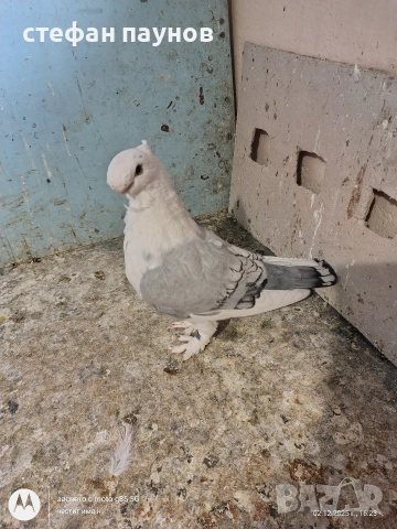 Блонданети