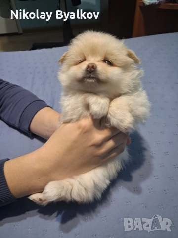 продавам малки кученца 2 момчета и 1 момиче Шпиц померан , снимка 5 - Ветеринари и услуги - 52885712