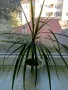 Драцена Маргината / Dracaena marginata. , снимка 4