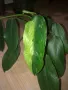 Philodendron Jose Buono , снимка 1