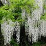 WISTERIA SINENSIS  (Китайска Вистерия - Глициния), снимка 5