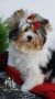 Йоркширски Териер бивер, страхотни кученца с родословие! Има доставка!, снимка 1