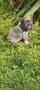 Френски булдог Блу Тан/French Bulldog Blue Tan , снимка 10