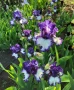Сортови вискоки ириси /брадати ириси/обикновенни ириси, снимка 3
