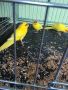 какарики папагали, снимка 3