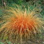 Карекс - Декоративна трева, снимка 1