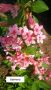 Вайгела, снимка 1 - Градински цветя и растения - 45160317